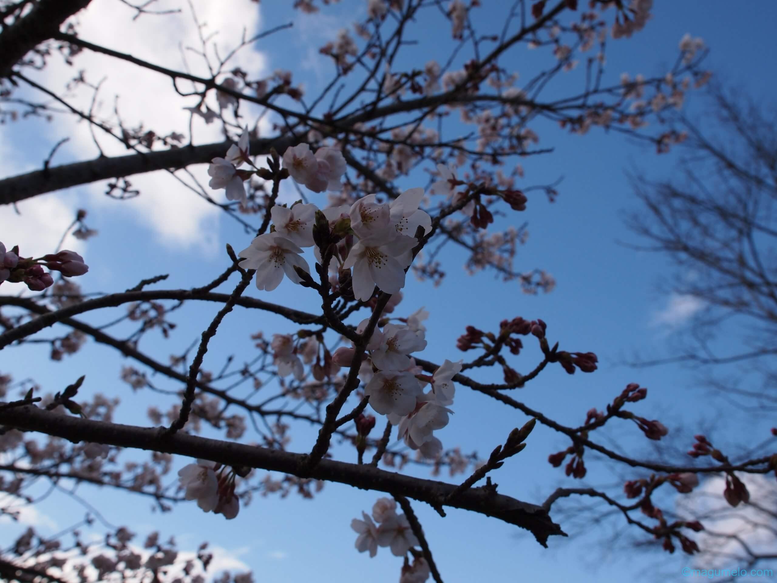 野外民族博物館 リトルワールドにて sakura f7 1 scaled - 野外民族博物館 リトルワールドにて