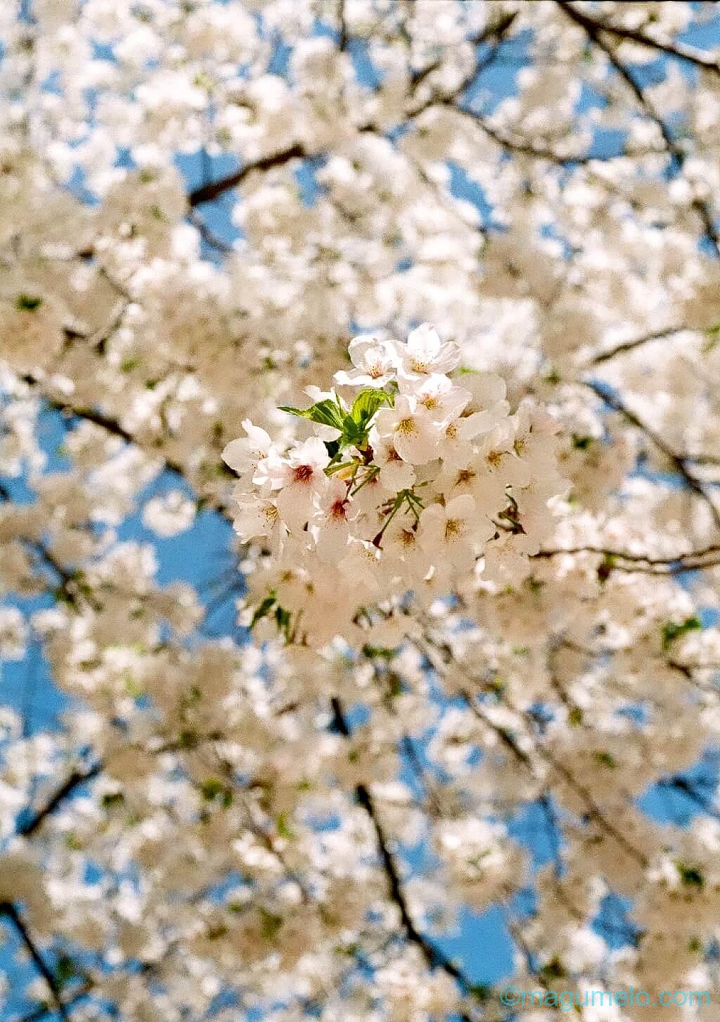 PEN Fで2本目現像完了 000147340008 - PEN Fで2本目現像完了