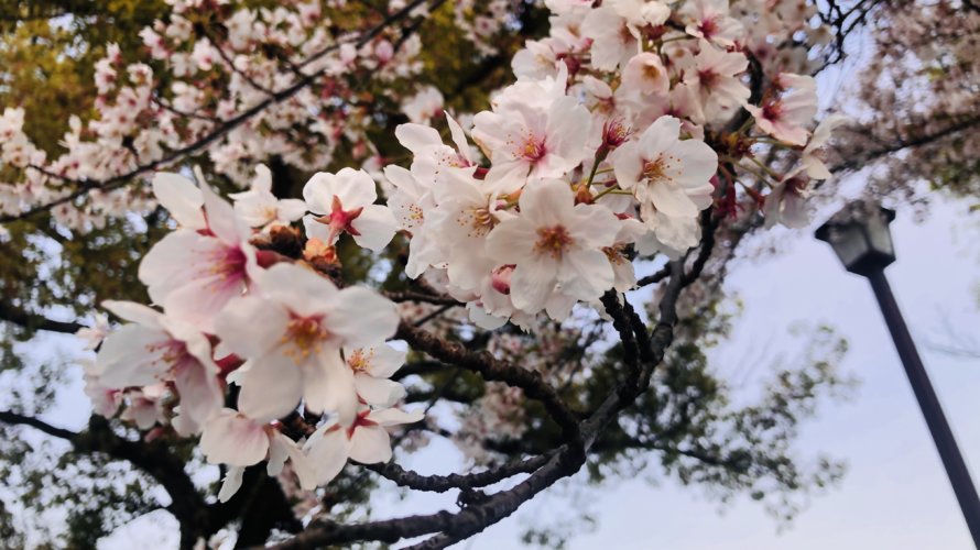 今年の桜は