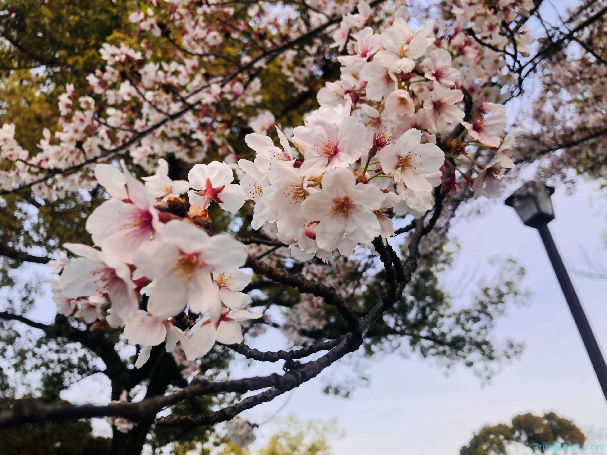 今年の桜は 320A587A 1AA6 4507 8FE2 C2345D06ECF4 scaled - 今年の桜は