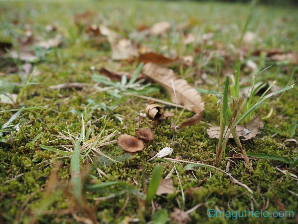 いかがお過ごしでしょうか。 PB061781 1024x768 - いかがお過ごしでしょうか。