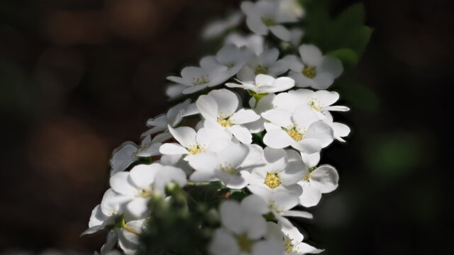 というわけでOM-1初撮り P3210143 640x360 - というわけでOM-1初撮り