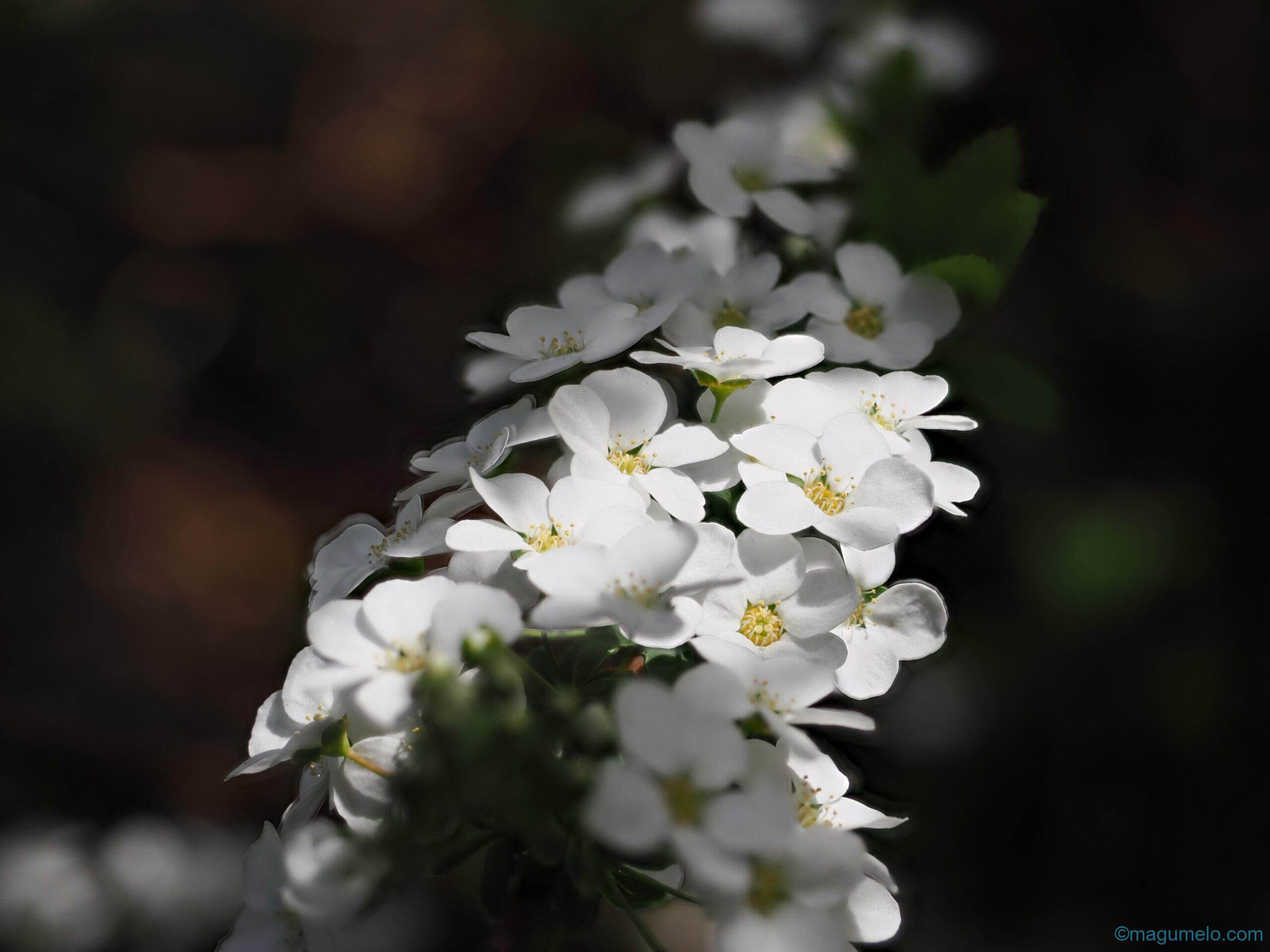 OM SYSTEM OM-1届きました。 P3210143 scaled - OM SYSTEM OM-1届きました。