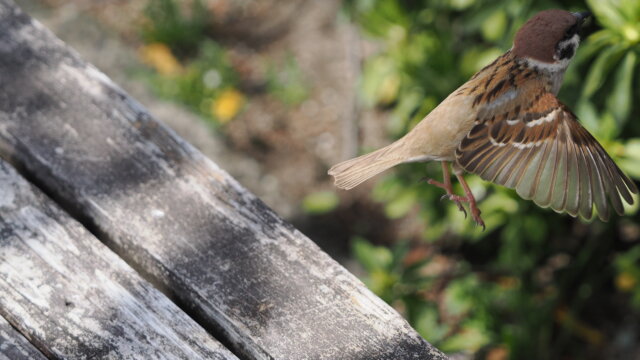 プロキャプチャー撮影 P3281439 640x360 - プロキャプチャー撮影