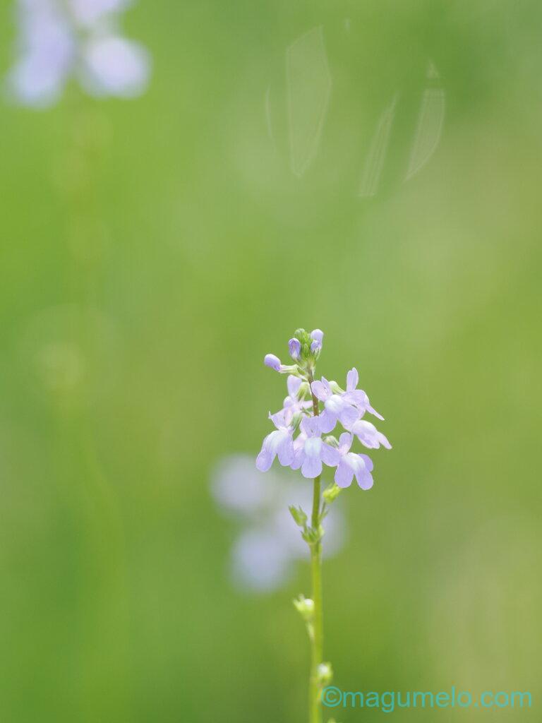 レンズ貸出サービス P4254898 768x1024 - レンズ貸出サービス