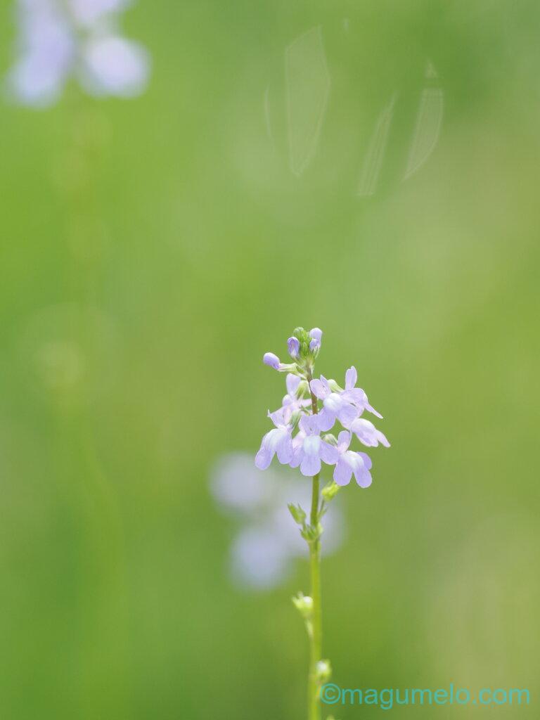 P4254898 768x1024 - レンズ貸出サービス